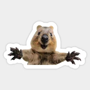 Quokka welcoming arms Sticker